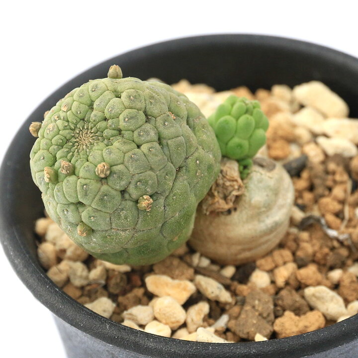 楽天市場】（観葉植物）一点物 ラリレアキア カクティフォルメ 