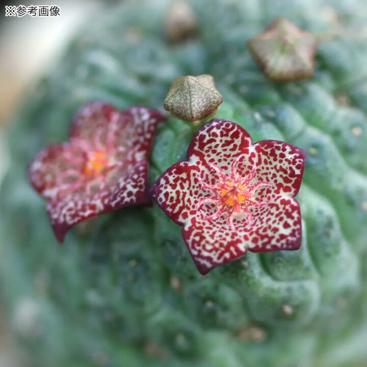 楽天市場】（多肉植物）一点物 ラリレアキア カクティフォルメ 仏頭玉 