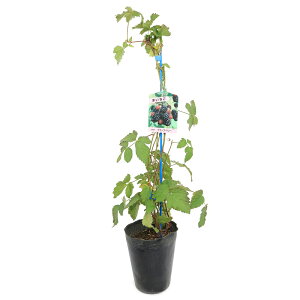 iϗtAjʎc@ubNx[i{CZx[j@5i1|bgj@ƒ؉@ʕ@t[c