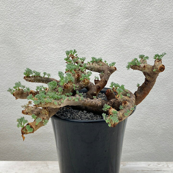 楽天市場】（観葉植物）一点物 モンソニア ムルチフィダ 現地株 5号  