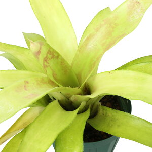 �i�ϗt�A���j�l�I���Q���A�@�I�[���h���u���^�[�Y�@4���i1���j�^���N�u�������A