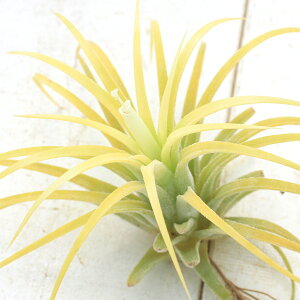 iϗtAjGA[vc@`WA@CIi^@ԁi1j