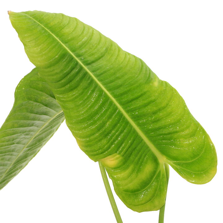 楽天市場】（観葉植物）一点物 原種アンスリウム ベイチー  