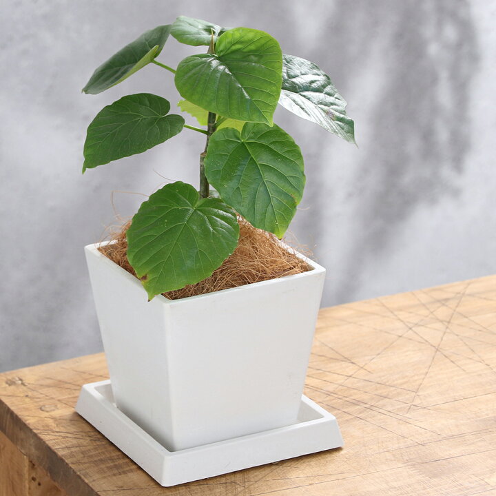フィカス ウンベラータ4 （（観葉植物）フィカス ウンベラータ 4号 