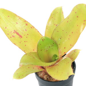 iϗtAjroEvc@lIQA@f`L[^_f@3cm|bgi1|bgj^NuA