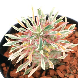 （多肉植物）斑入り　ユーフォルビア　パイナップルコーン　2．5〜3号（1鉢）