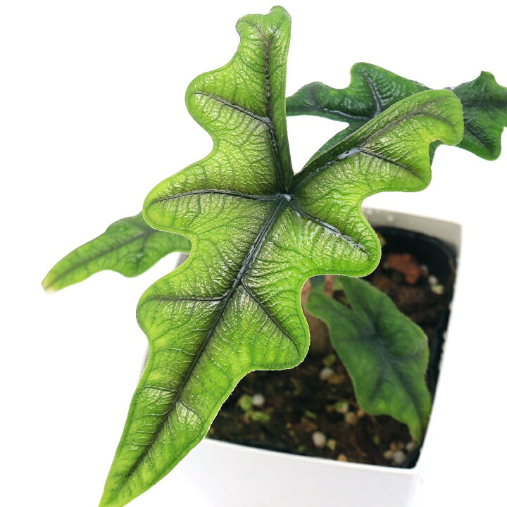 楽天市場】（観葉植物）アロカシア ジャックリン 4号（1鉢） : charm 