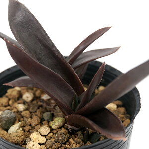 iAjKXeA@ubN{[C@2i1|bgj