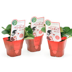 (観葉植物)野菜苗 イチゴ ベリーポップ あまいろは 3号(5ポット) PVP 家庭菜園 いちご苗 果物 フルーツ