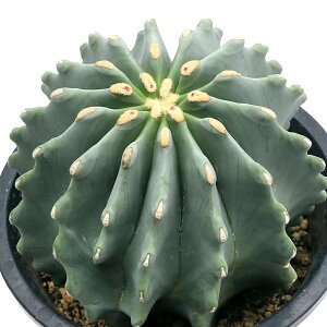 iAjT{e@tFJN^X@higQiVIEJEj@5i1j