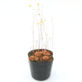 （食虫植物）ドロセラ　スパスラタ＆ウトリクラリア　スブラタ　　2号（1ポット）（休眠株）【HLS_DU】