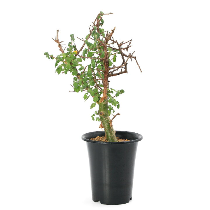 楽天市場】（観葉植物）一点物 コミフォラ ミルラ 現地株 発根済（1株 