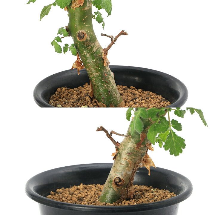 楽天市場】（観葉植物）一点物 コミフォラ ミルラ 現地株 発根済（1株 