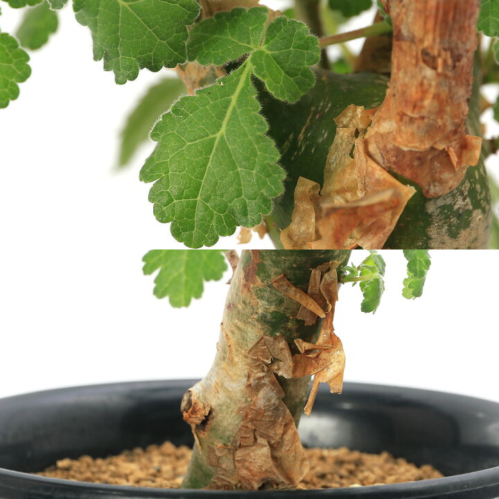 楽天市場】（観葉植物）一点物 コミフォラ ミルラ 現地株 発根済（1株 