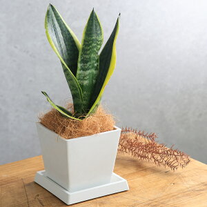 iϗtAjTXxA@4@{^j[XNGA|bg@MtIRRVt@Co[@ϗtA@@TCY