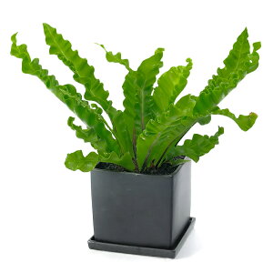 iϗtAjAXvjE@AJL@픫A@}bgubNhi1j󂯎Mt@n⍻@@K^@N