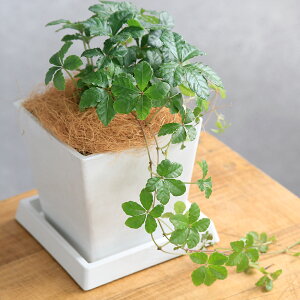 iϗtAjp[ZmVbTX@VK[oC@4@{^j[XNGA|bg@MtIRRVt@Co[@ϗtA@@TCY