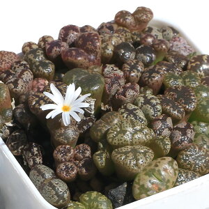 iAjRmtBc@yV_@2i1|bgj