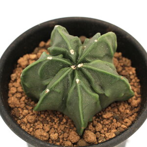 iAjT{e@AXgtBc@ŃwL@2D5i1j@aPʁ@|[