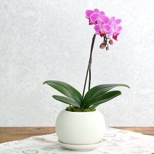 iϗtAj@CeA@}CNӒ@}bg{[MAi1jMt@ہ@Ӓ@A@@@v[g