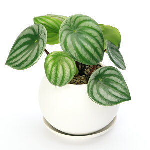 iϗtAjXCJyy@}bg{[MAi1j@Mt@y΍@A@@@v[g