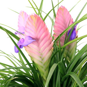 iϗtAjVA@LAlAi`WA@LAlAj@6i1jԁi䚁j