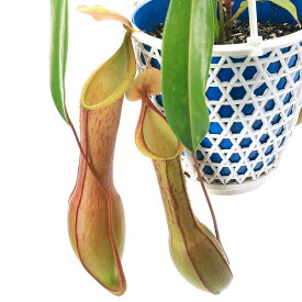 （食虫植物）ウツボカズラ　ネペンテス　アラタ　アカネ　吊り鉢タイプ　4号（1鉢）【HLS_DU】