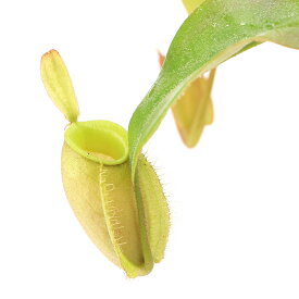 （食虫植物）ウツボカズラ　ネペンテス　アンプラリア　無地タイプ　吊り鉢タイプ　4号（1鉢）【HLS_DU】