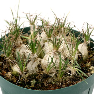 iAjI[j\K@sp.@Q@2D5i1j