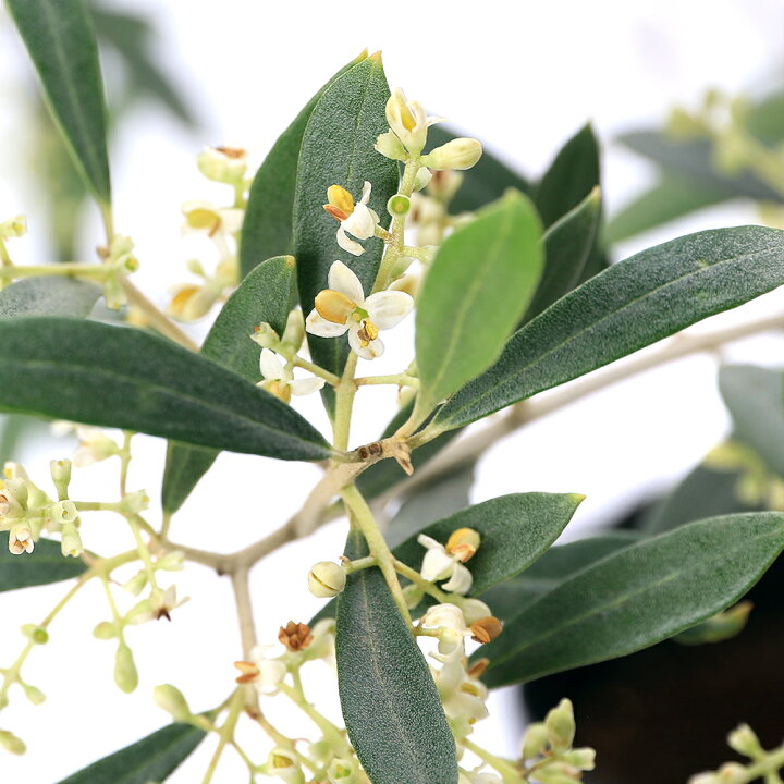 楽天市場】（観葉植物）果樹苗 オリーブの木 マウリーノ 4号（1 