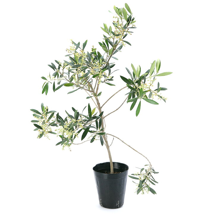 楽天市場】（観葉植物）果樹苗 オリーブの木 マウリーノ 4号（1 