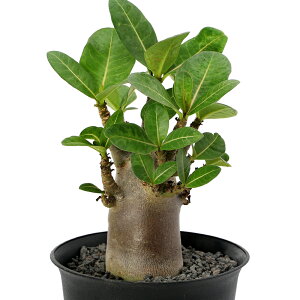 iϗtAjAfjE@ArJ@ubN@3`3D5i1j