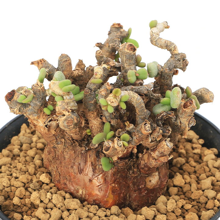 楽天市場】（観葉植物）一点物 ケラリア ピグマエア 現地株 Sサイズ  