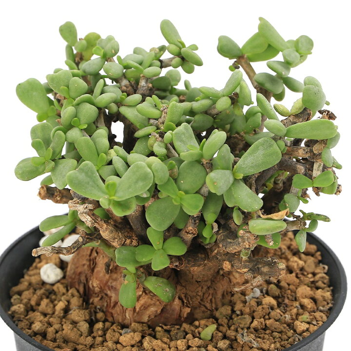 楽天市場】（観葉植物）一点物 ケラリア ピグマエア 現地株 Sサイズ  