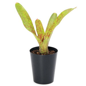 iϗtAjlIQA@S[htB[o[@3i1j^NuA