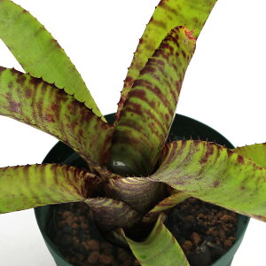 iϗtAjlIQA@]i[^Xi]i^Xj@4i1j^NuA@