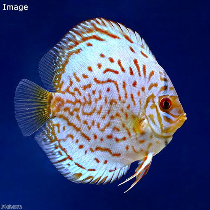 楽天市場】（熱帯魚）ブリリアントターコイズ・ディスカス（Lサイズ 