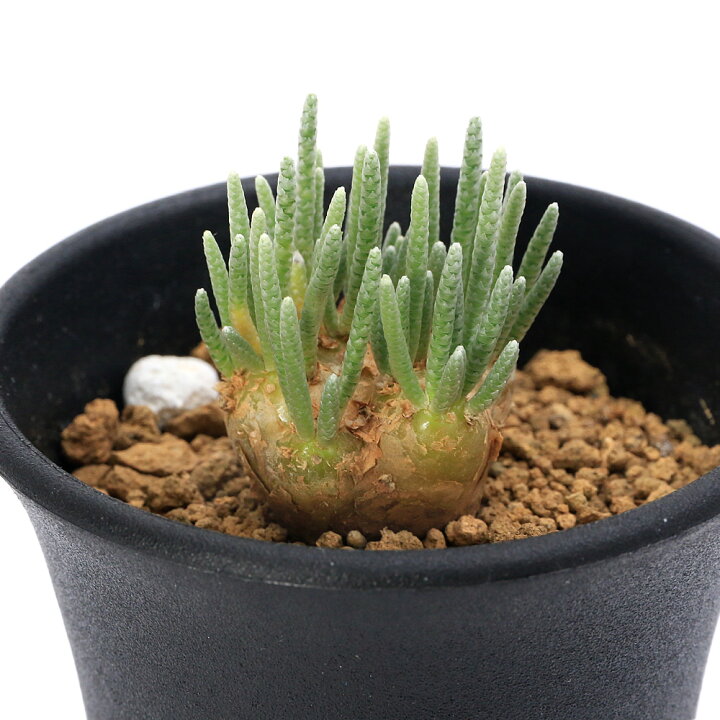 楽天市場】（多肉植物）アボニア クイナリアssp． アルストニー 