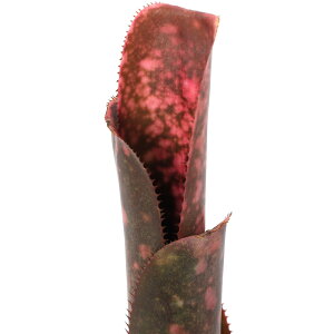 iϗtAjrxMA@fCZfBA[fCgf@^CY@2i1j^NuA