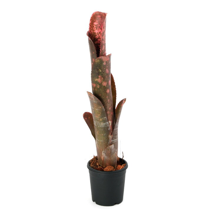 楽天市場】（観葉植物）ビルベルギア 