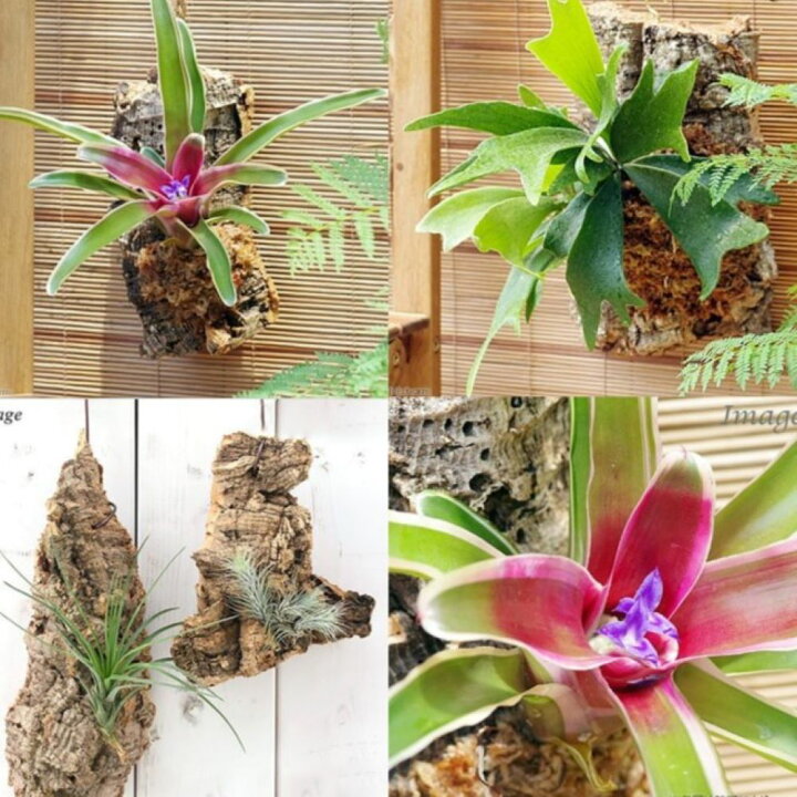 楽天市場】（観葉植物）当店人気商品！ 壁掛けインテリアグリーン！ 3  