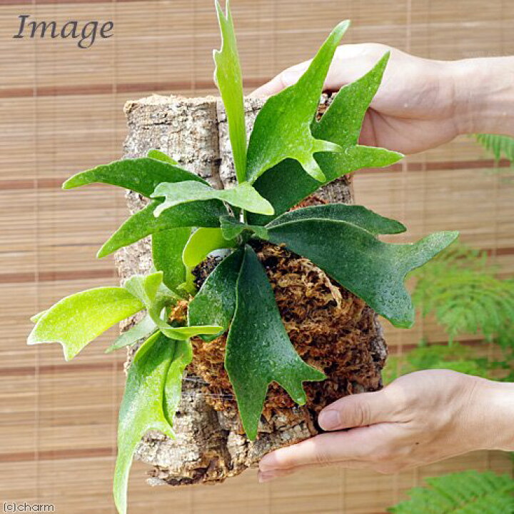 楽天市場】（観葉植物）当店人気商品！ 壁掛けインテリアグリーン！ 3  