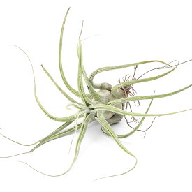 （観葉植物）エアープランツ　チランジア　エーレルシアナ　Lサイズ（1株）