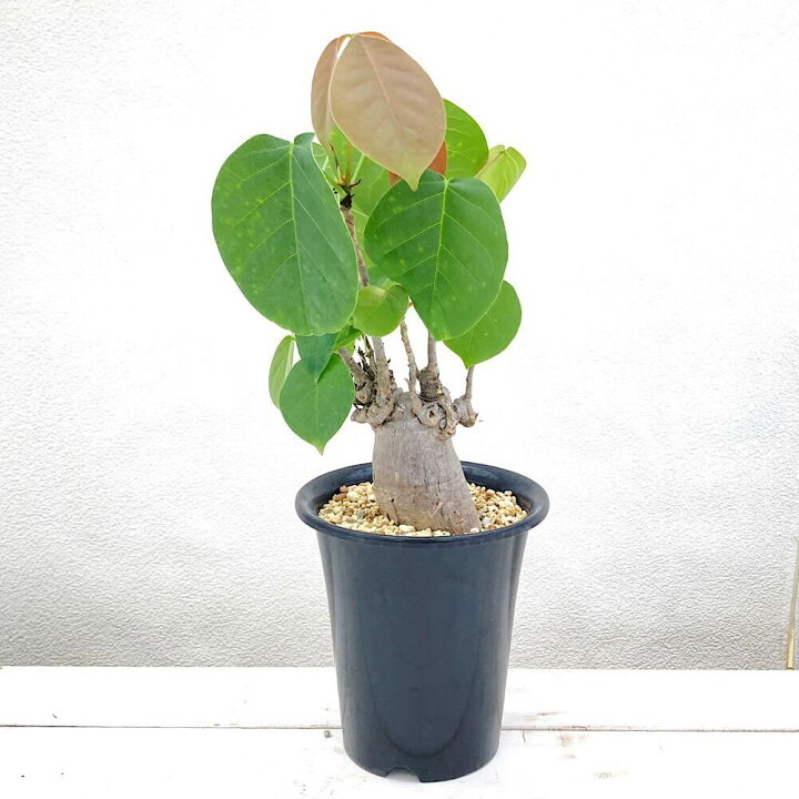 楽天市場】（観葉植物）一点物 プセウドボンバックス エリプティクム 