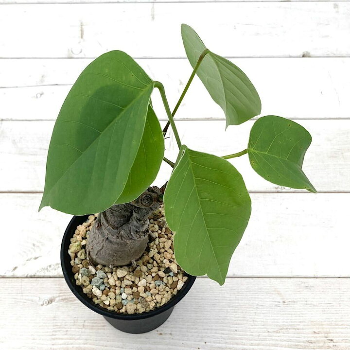 楽天市場】（観葉植物）一点物 プセウドボンバックス エリプティクム  