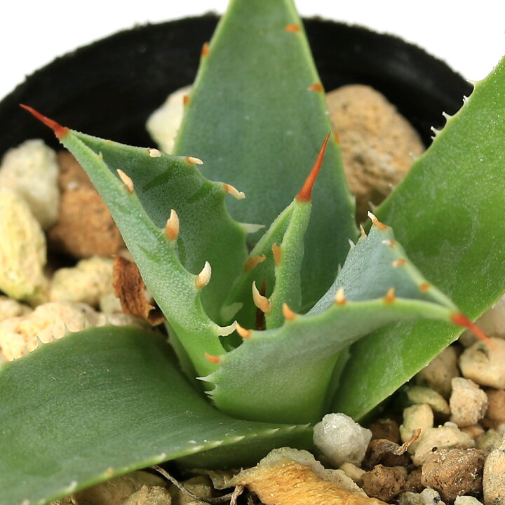 楽天市場】（多肉植物）アガベ ユタエンシス エボリスピナ 実生苗 2号  