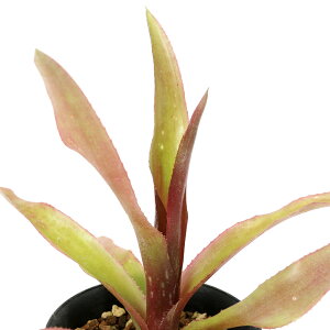 �i�ϗt�A���j�r���x���M�A�@�f�f���V�I�\�f�@3���i1���j�^���N�u�������A