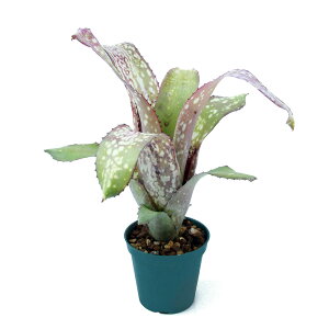 iϗtAj_@rxMA@fAJCfi1j^NuA