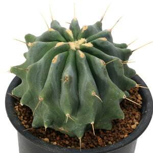 iAjT{e@tFJN^X@higQiVIEJEj@3i1j