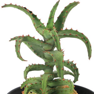 iAjAG@JXeBjAG@3i1|bgj